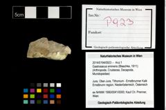 Foto (Objekt + Etikett) von Gastrosacus eminens (Blaschke, 1911)  (NHMW-GEO-2014-0194-0923)